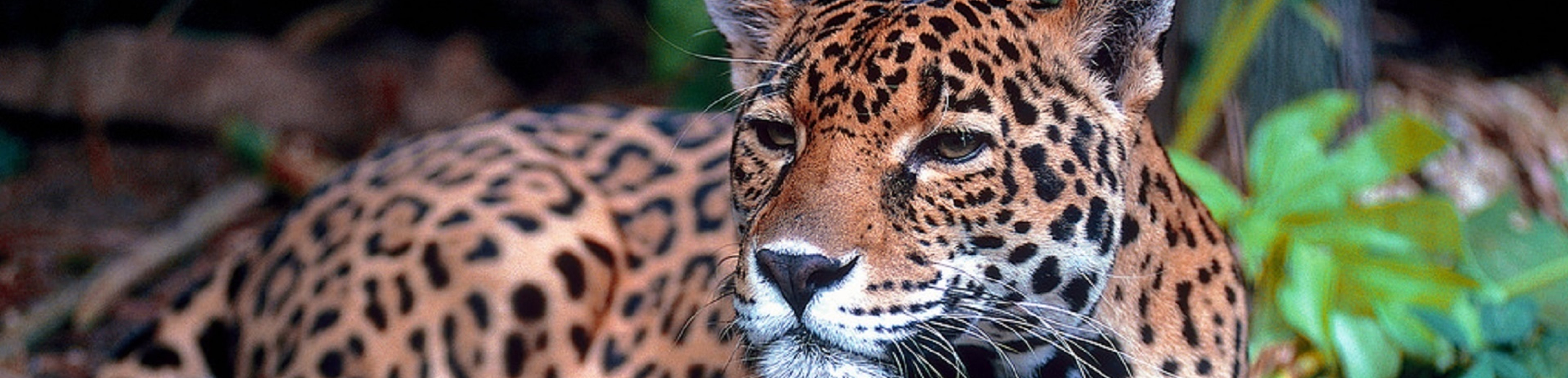 Jaguar